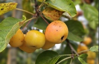 Afbeelding Sierappel 'Golden Hornet' - Malus 'Golden Hornet'