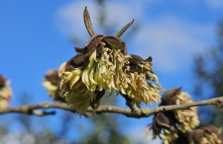 Afbeelding Sycoparrotia semidecidua - Sycoparrotia semidecidua