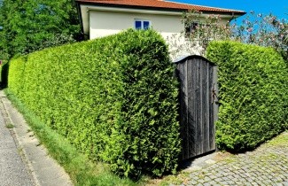 Afbeelding Westerse Levensboom - Thuja occidentalis 'Brabant'