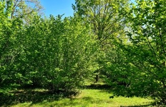 Afbeelding Gewone Hazelaar - Corylus avellana
