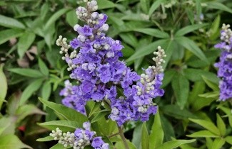 Afbeelding Monnikenpeper - Vitex agnus-castus
