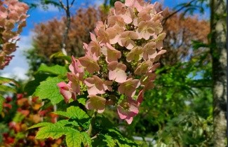 Afbeelding Eikenbladhortensia met roze bloem - Hydrangea Quercifolia 'Ruby Slippers'