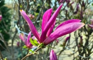 Afbeelding Magnolia 'Betty' - Magnolia 'Betty'