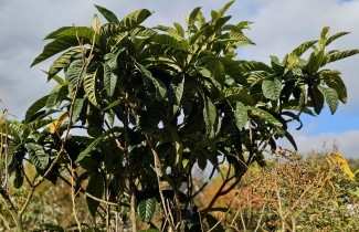 Afbeelding Japanse Wolmispel - Eriobotrya japonica