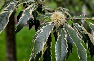 Afbeelding Tamme Kastanje 'Albomarginata' - Castanea sativa 'Albomarginata'