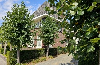 Afbeelding Krimlinde - Tilia x europaea 'Euchlora'