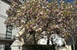 Afbeelding Magnolia soulangeana - Magnolia soulangeana