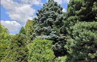 Afbeelding Blauwspar 'Glauca' - Picea pungens 'Glauca'