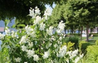 Afbeelding Boerenjasmijn 'Schneesturm' - Philadelphus 'Schneesturm'