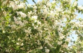 Afbeelding Boerenjasmijn 'Silberregen' - Philadelphus 'Silberregen'