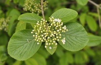 Afbeelding Wollige sneeuwbal - vakbeplanting - Viburnum lantana