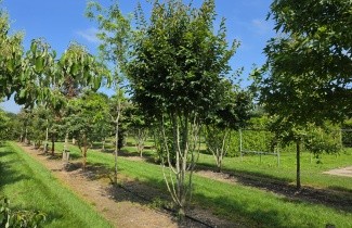 Afbeelding Perzisch IJzerhout 'Vanessa' - Parrotia persica 'Vanessa'