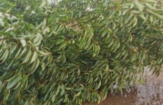 Afbeelding Bamboebladige Eik - Quercus myrsinifolia