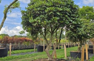 Afbeelding Rhododendron 'Progres' - Rhododendron 'Progres'