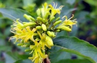 Afbeelding Diervilla 'Butterfly' - Diervilla sessilifolia 'Butterfly'