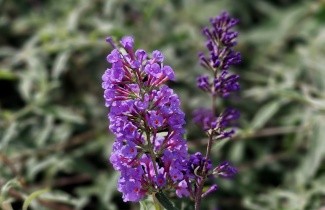 Afbeelding Vlinderstruik 'Nanho Purple' - Buddleja davidii 'Nanho Purple'