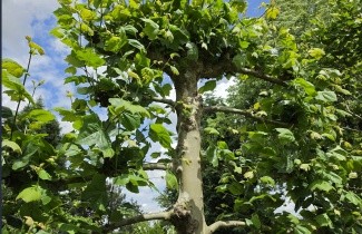 Afbeelding Leiplataan - Platanus hispanica