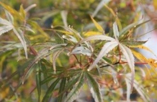 Afbeelding Japanse Esdoorn 'Red Pygmy' - Acer palmatum 'Red Pygmy'
