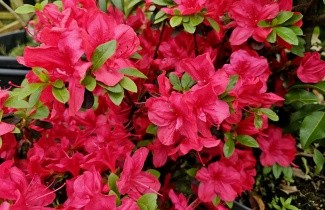 Afbeelding Japanse azalea ''Moederkensdag' - Rhododendron ''Moederkensdag'