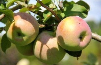 Afbeelding Appel 'Fuji Kiki 8' - Malus domestica 'Fuji Kiki 8'