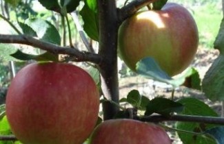 Afbeelding Appel 'Gala' - Malus domestica 'Gala'