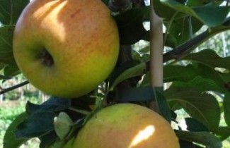 Afbeelding Appel 'Golden Permain' - Malus domestica 'Golden Permain'