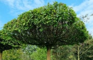 Afbeelding Beuk - Fagus sylvatica