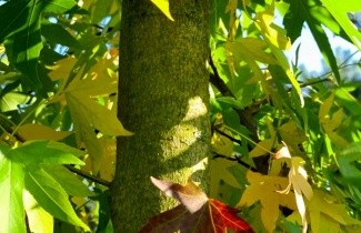 Afbeelding Amberboom 'Worplesdon' - Liquidambar styraciflua 'Worplesdon'