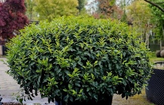 Afbeelding Portugese laurier - Prunus lustitanica 'Angustifolia'