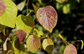 Afbeelding Schijnhazelaar met jong purper kleurig blad - Corylopsis sinensis 'Spring Purple