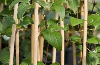 Afbeelding Bosrank 'Star of India' - Clematis 'Star of India'