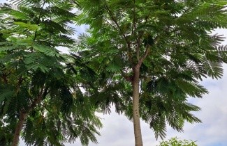 Afbeelding Perzische Slaapboom - Albizia julibrissin