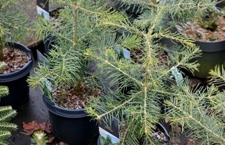 Afbeelding Colorado zilverspar - Abies concolor