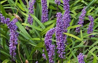Afbeelding Leliegras 'Moneymaker' - Liriope muscari 'Moneymaker'