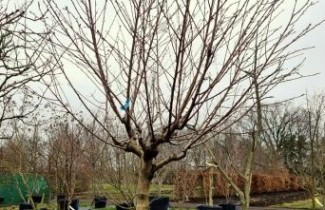 Afbeelding Wilde Perzik 'Paraguayo Tito'  - Prunus persica 'Paraguayo Tito'