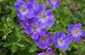 Afbeelding Ooievaarsbek, Rozanne - Geranium 'Rozanne'
