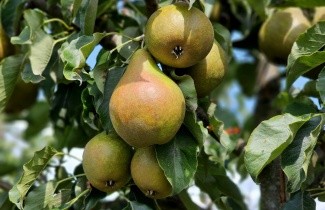 Afbeelding Stoofpeer 'Gieser Wildeman' - Pyrus communis 'Gieser Wildeman'