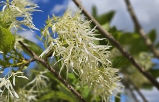Afbeelding Sneeuwvlokkenboom - Chionanthus virginicus