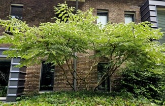 Afbeelding Bonte Duivelswandelstok - Aralia elata 'Variegata'