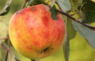 Afbeelding Appel 'Laxton's Superb' - Malus domestica 'Laxton's Superb'