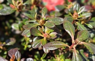 Afbeelding Oranje rood bloeiende dwerg azalea - Rhododendron (AJ) 'Radja'