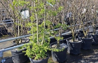 Afbeelding Eenstijlige meidoorn - Crataegus monogyna