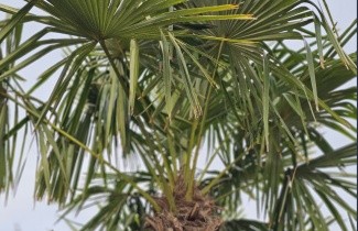 Afbeelding Henneppalm, Chinese waaierpalm - Trachycarpus fortunei  (Chamaerops Excelsa)