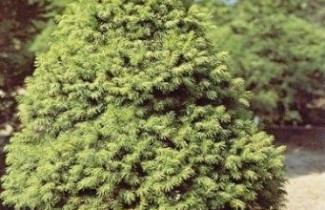 Afbeelding Canadese spar - Picea glauca 'Conica'