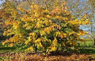 Afbeelding Perzisch IJzerhout 'Bella' - Parrotia persica 'Bella'