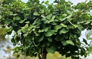 Afbeelding Japanse Notenboom 'Mariken' - Ginkgo biloba 'Mariken'
