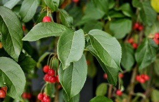 Afbeelding Sierappel 'Street Parade' - Malus baccata 'Street Parade'