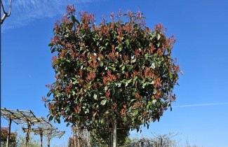 Afbeelding Glansmispel 'Red Robin' - Photinia fraseri 'Red Robin'