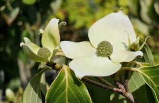 Afbeelding Japanse grootbloemige kornoelje 'Teutonia' - Cornus kousa 'Teutonia'