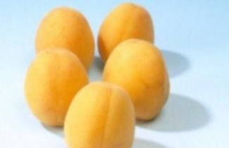 Afbeelding Abrikoos 'Hongaarse'  - Prunus armeniaca 'Hongaarse'